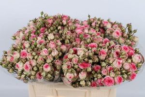 ROSE BR. MIMI EDEN Holl. 35